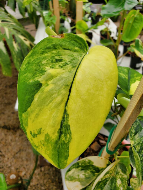 Крупним планом красивий жовтий і зелений мармуровий лист Scindapsus Jade Satin Varieged , рідкісний і популярний гальковий кімнатна рослина - Фото, зображення