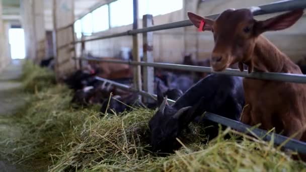 Stádo pracujících koz si užívá čerstvého sena ve stodole. Tato suchozemská zvířata s rypáky jsou součástí dobytka na ranči. - Záběry, video