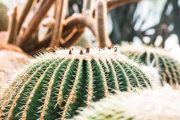 Close Up di Golden Barrel Cactus o Echinocactus grusonii Hildm. in Thailandia - Foto, immagini