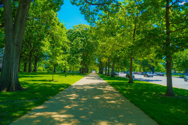 Blue sky and green trees. Shooting Location: Washington DC - Photo, Image