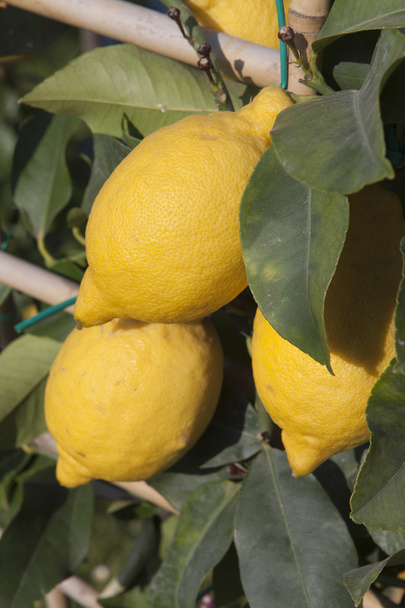 Lemon on tree - Photo, Image