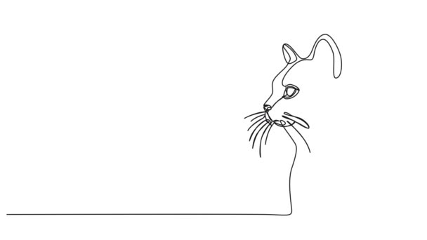 dibujo continuo animado de una sola línea de un gato, animación de arte de línea - Metraje, vídeo