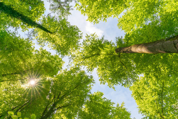Forêt pompeuse verte voir d'en bas avec la lumière du soleil pendant le printemps. - Photo, image