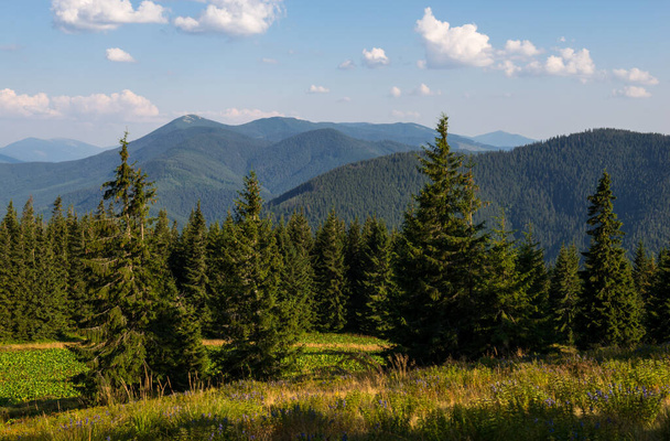 Summer landscape in Gorgany region of Carpathian Mountains, Ukraine - Photo, Image