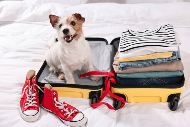 Travel with pet. Dog, clothes, shoes and suitcase on bed indoors - Zdjęcie, obraz