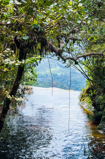 Un fiume tranquillo si snoda attraverso una vegetazione lussureggiante all'infinito - Foto, immagini