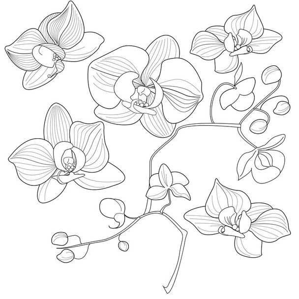 Sanat terapisi boyama sayfası. Orkide çiçeklerinin doğrusal görüntüsü. Resimler kartlar, çıkartmalar, duvar kağıtları ve diğer projeler için mükemmel.. - Vektör, Görsel