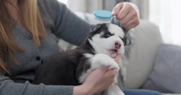 Köpek yavrusunu fırçayla tımar eden biri. Evcil hayvan bakımı ve bağlanma konsepti. Veteriner servisleri, hayvan bakımı rehberleri için tasarım. Yüksek kalite 4k görüntü - Video, Çekim