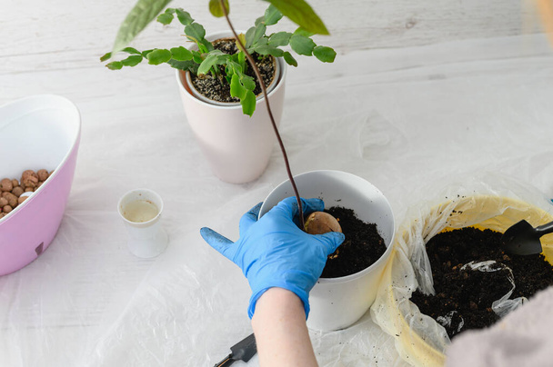 Groei avocado uit zaad in huis. Bovenaanzicht van de handen planten van zaad in pot met grond, thuis. - Foto, afbeelding
