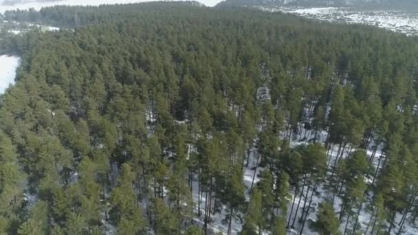 Güzel Panorama Reserve Bor Forest Nowy Targ Hava Manzarası Polonya. Yüksek kalite 4k görüntü - Video, Çekim