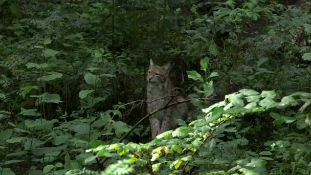 A Lynx nyugodtan ül a bokrok között és figyeli a környéket. Eurázsiai Lynx őshonos az európai, közép-ázsiai és szibériai erdők. Úgy vadászik, hogy becserkészi és ráugrik a zsákmányára.. - Felvétel, videó