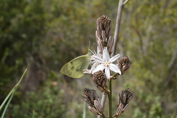 Papillon jaune sur fleur d'asphodel blanche. Asphodelus albus plante à fleurs vivaces. - Photo, image
