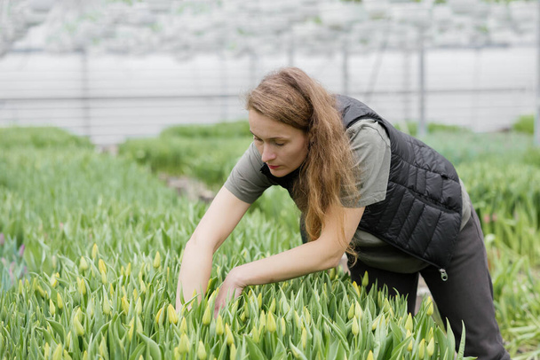 Egy nő gondozza a növénytermesztést egy üvegházban tulipánnal.. - Fotó, kép