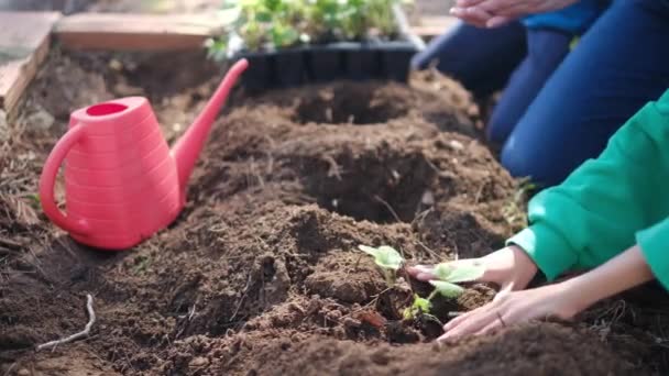 Madre e hijos plantando plántulas jóvenes en el jardín - Imágenes, Vídeo
