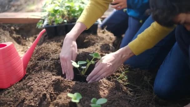 Mutter und Söhne pflanzen junge Setzlinge im Garten - Filmmaterial, Video