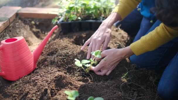 Madre e hijos plantando plántulas jóvenes en el jardín - Metraje, vídeo