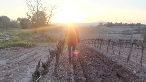 Female farmer with digital tablet checking vineyards at sunny spring day - Footage, Video