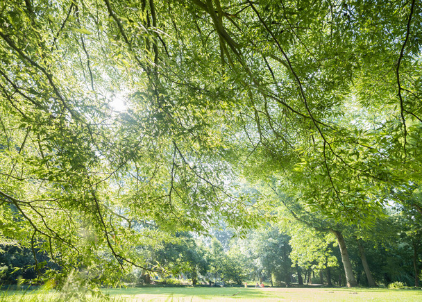 sunny summer day and very green leaves under tree in sunny park - Photo, Image