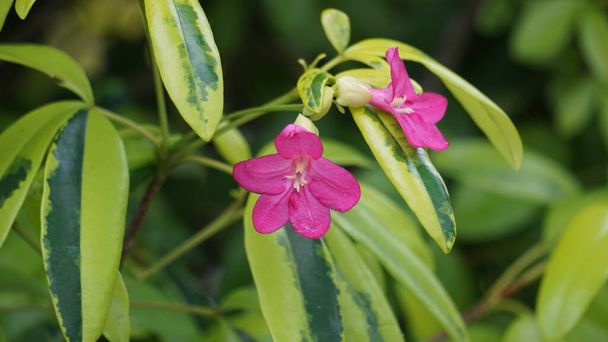 Ravenia spectabilis (Lemonia spectabilis, Ravenia rosea) panaché est un arbuste ornemental produit des fleurs aplaties rose vif - Photo, image