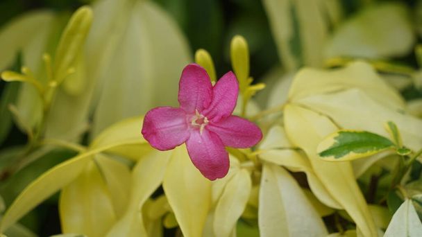 Ravenia spectabilis (Lemonia spectabilis, Ravenia rosea) bonte is een sierstruik produceert helder roze plat bloemen - Foto, afbeelding