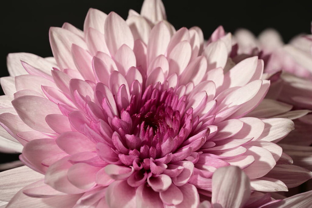 όμορφα λευκά και ροζ χρυσάνθεμα στο σκοτάδι - Φωτογραφία, εικόνα