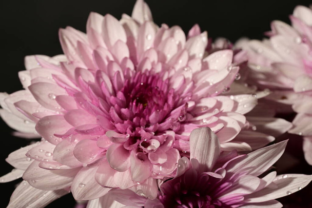 красиві білі і рожеві хризантеми в темряві - Фото, зображення
