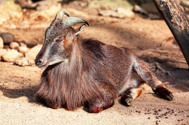 砂の上に横たわっている野蛮なヤギ. 野生生物保護区のカプラ・ピグマア - 写真・画像