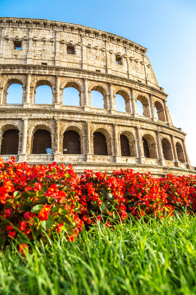 Colosseum and flowers in Rome - Photo, Image