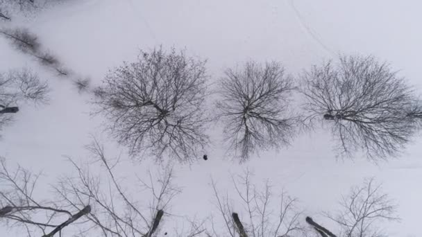 Alberi nella neve Przytorze Belchatow Vista aerea Polonia. Filmati 4k di alta qualità - Filmati, video