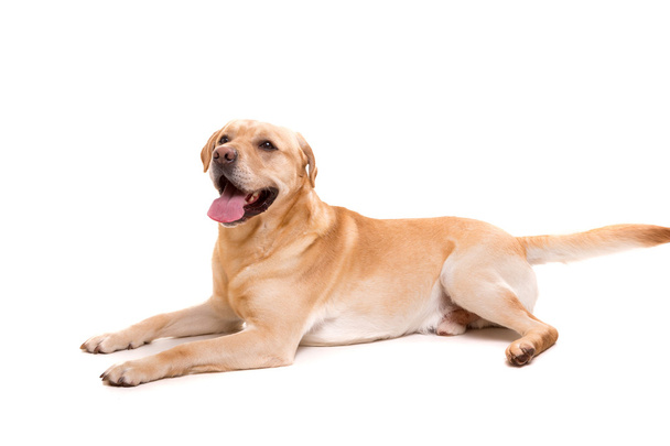 Mladý Labrador pes - Fotografie, Obrázek