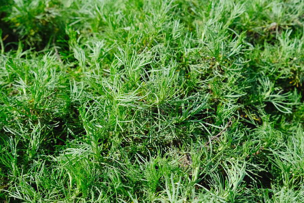 Kaliforniya Sagebrush Artemisia Californica bitki örtüsü doğal arka plan fotoğrafı fotokopi alanı ile birlikte. Tasarım şablonu. - Fotoğraf, Görsel