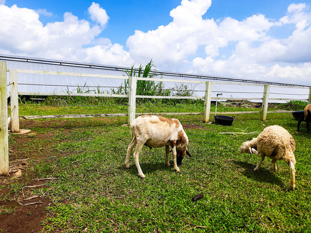 Овцеводство в Сирукамской молочно-фермерской деревне туризма в Солоке, Индонезия - Фото, изображение