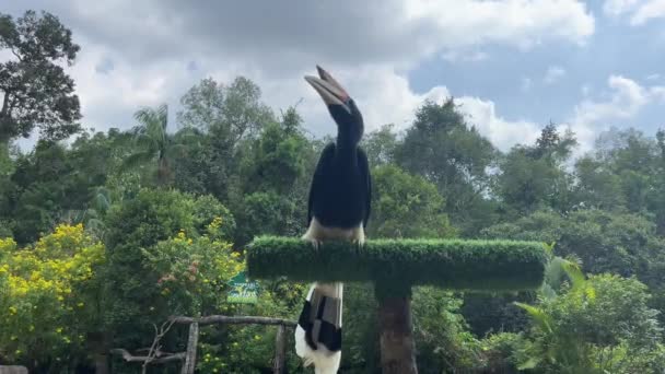 oiseau avec un grand spectacle d'oiseaux à bec. Safari pour les yaks crus et non oiseaux dans le parc Vietnam Phu Quoc Island Grand World Safari Grand Hornbill Portrait - Séquence, vidéo