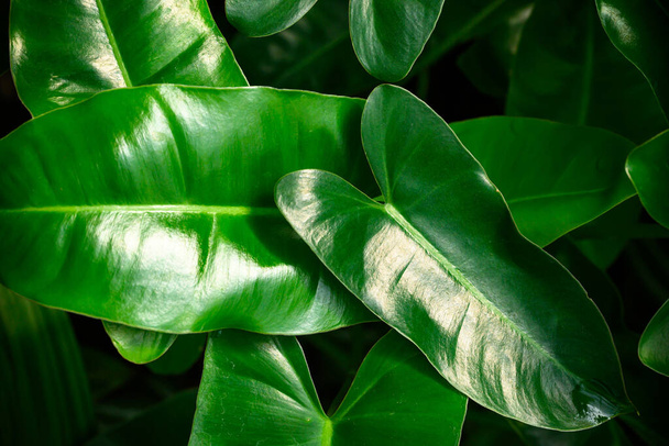 Fresh green Philodendron leaves texture, Nature background - Photo, Image