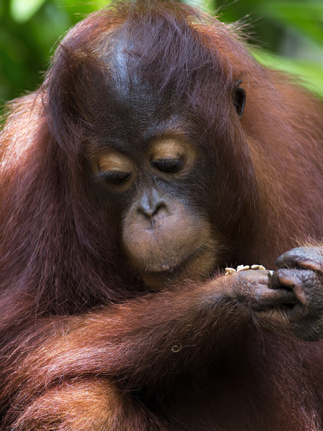 Borneo Orangutan - Fotoğraf, Görsel