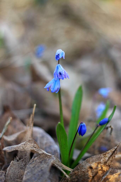 Blue flowers of Siberian squill, lat.  Scilla siberica.  Flowering bulbous plant in spring garden growing from autumn leaves,. - Photo, Image