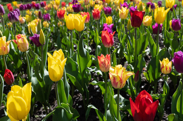 mooie bloembed van bloeiende kleurrijke tulpen in een tuin of park op een zonnige lentedag - Foto, afbeelding