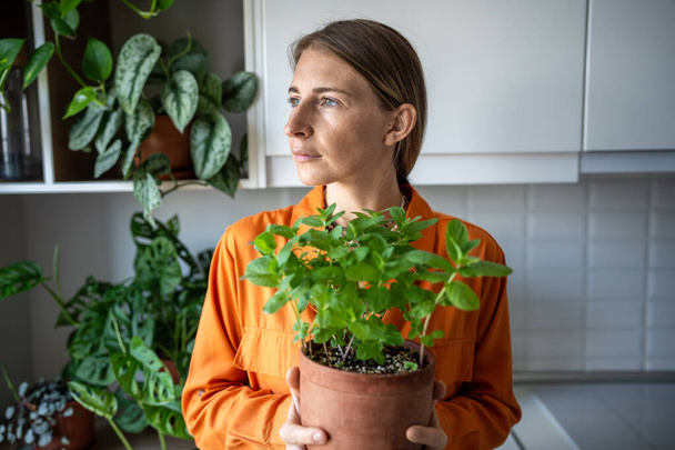Egy nő, aki otthon termeszti a mentás bokrot virágcserépben a kezében a konyhában. Kertész amatőr növény szerető nő termeszt ehető friss gyógynövények. Háztelepítés, kertészkedés ökotermékek konyhai összetevői. - Fotó, kép