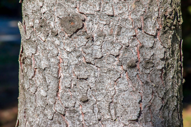 Textura de la corteza del tronco de abeto escocés Picea abies. Naturaleza piel fondo. - Foto, Imagen