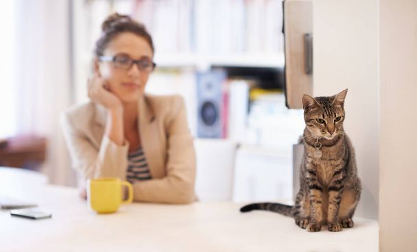 Nő, macska és otthon iroda kisállat szeretet, mint szabadúszó újságíró lakásban állat ellátás, kötődés vagy reggel. Női személy, kávé és íróasztal a londoni virtuális munkavállalónál, pihenés vagy kapcsolat. - Fotó, kép