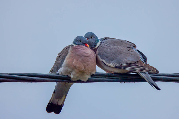 une paire de pigeons sauvages pendant la saison des amours. - Photo, image