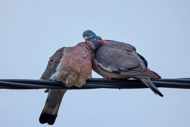 une paire de pigeons sauvages pendant la saison des amours. - Photo, image