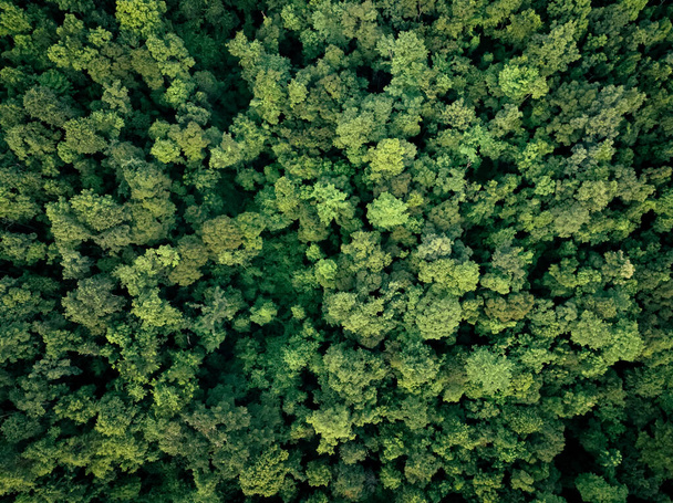 Vista aérea de los árboles verdes en el bosque. Vista de drones de árbol verde denso captura CO2. Fondo de la naturaleza del árbol verde para la neutralidad del carbono y el concepto neto de cero emisiones. Medio ambiente verde sostenible. - Foto, imagen