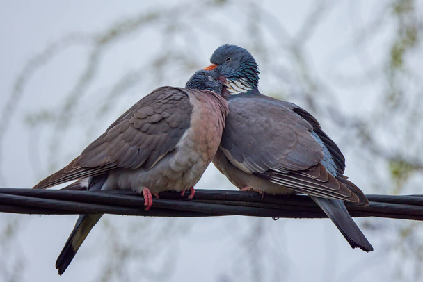 a pair of wild pigeons during mating season. - Photo, Image
