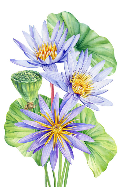 Violet Lotus Aquarell botanische Illustration. Seerosen Blumen isolierten Hintergrund, Aquarell botanische Pflanze. Hochwertige Illustration - Foto, Bild