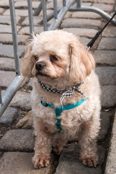 Adorable perro de raza mixta primer plano en la calle - Foto, Imagen
