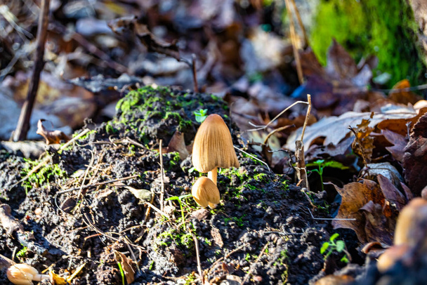Photographie à thème grand beau champignon toxique dans la forêt sur fond de feuilles, photo composée de champignons toxiques naturels à la forêt à l'extérieur, champignon toxique à grande forêt gros plan - Photo, image