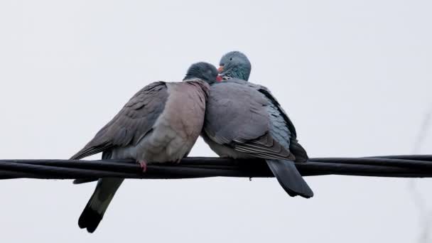 4k, une paire de pigeons sauvages pendant la saison des amours. - Séquence, vidéo