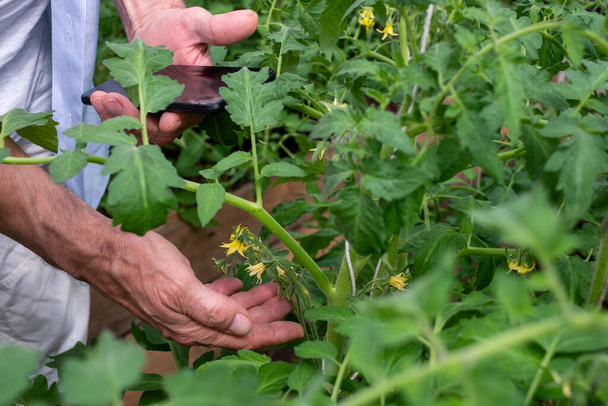 Les mains de jardinier avec smartphone parmi les vignes de tomate, en utilisant la technologie pour une agriculture durable en serre.  - Photo, image