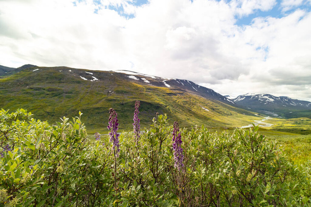 Beautiful flowers blooming in the Sarek National Park, Sweden. Bright scenery of Northern Europe wilderness during summer. - Photo, Image